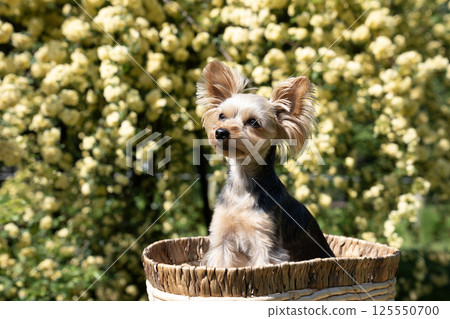 Banks rose and Yorkshire terrier Banks rose and Yorkshire terrier 125550700