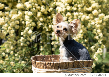 Banks rose and Yorkshire terrier 125550701