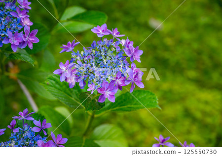 繡球花歌唱比賽 繡球花歌唱比賽 125550730