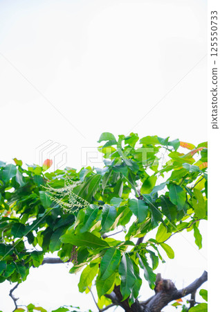 Blooming lily of the valley tree Blooming lily of the valley tree 125550733