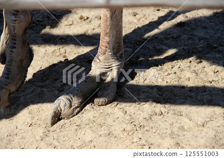 An ostrich leg on a farm on a warm summer day An ostrich leg on a farm on a warm summer day 125551003