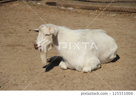 Resting White Goat in Sunny Outdoor Enclosure 125551008