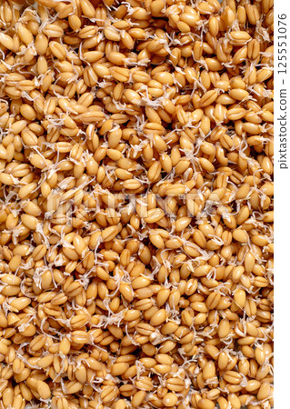 Sprouted Wheat Grains Texture Background Sprouted Wheat Grains Texture Background 125551076