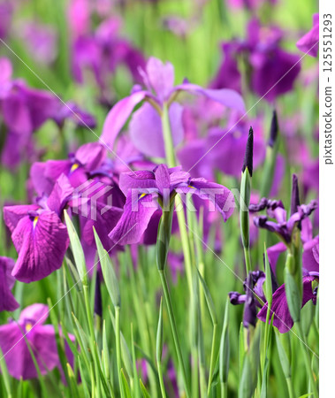 Japanese iris Japanese iris 125551293