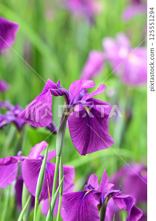 Japanese iris Japanese iris 125551294