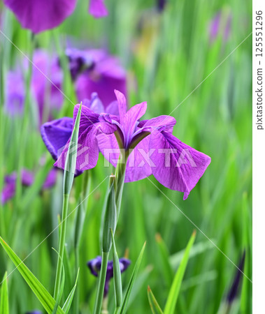 日本鳶尾 125551296