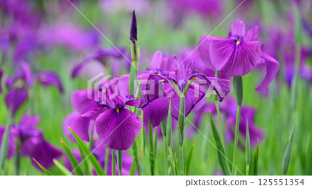 Japanese iris 125551354