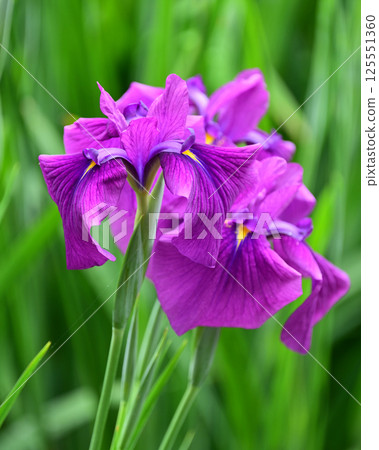 Japanese iris 125551360