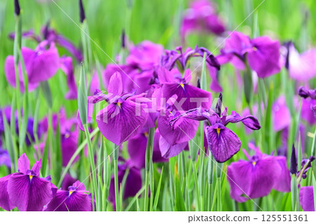 Japanese iris 125551361