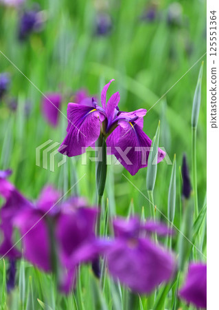 Japanese iris Japanese iris 125551364