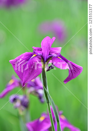 Japanese iris Japanese iris 125551377