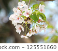 Cherry blossom branch Somei Yoshino 125551660