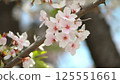 Cherry blossom branch Somei Yoshino 125551661