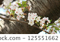 Cherry blossom branch Somei Yoshino 125551662