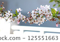 Cherry blossom branch Somei Yoshino 125551663