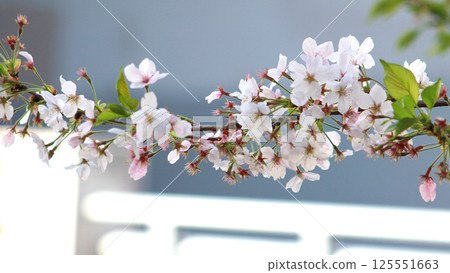 Cherry blossom branch Somei Yoshino 125551663