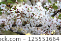 Cherry blossom branch Somei Yoshino 125551664