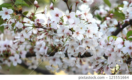 Cherry blossom branch Somei Yoshino 125551664