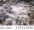 Cherry blossom petals fallen to the ground, Cherry blossom, Somei Yoshino 125551666