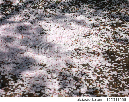 落到地上的櫻花花瓣,櫻花,染井吉野 落到地上的櫻花花瓣,櫻花,染井吉野 125551666
