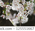 Cherry blossom branch Somei Yoshino 125551667