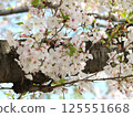 Cherry blossom branch Somei Yoshino 125551668