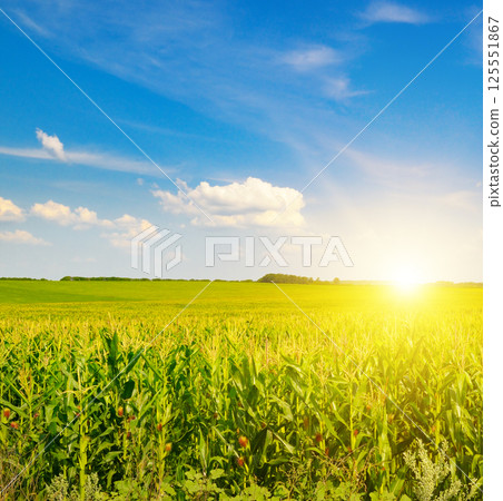 Green corn field and bright sun on a blue sky. 125551867