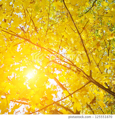 Sunny autumn day with beautiful yellow fall foliage. Sunny autumn day with beautiful yellow fall foliage. 125551870