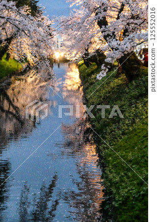 弘前市弘前公園夜晚盛開的吉野櫻花 弘前市弘前公園夜晚盛開的吉野櫻花 125552016