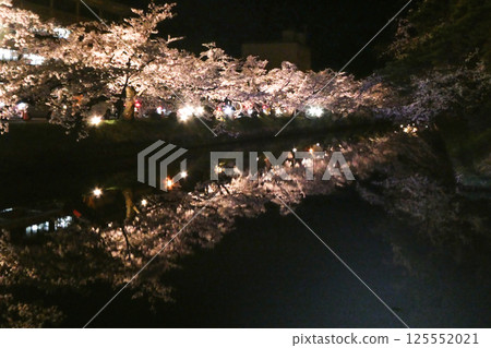 弘前市弘前公園夜晚盛開的吉野櫻花 125552021