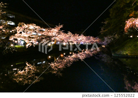 弘前市弘前公園夜晚盛開的吉野櫻花 125552022
