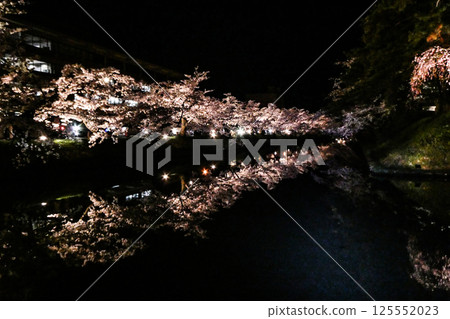 弘前市弘前公園夜晚盛開的吉野櫻花 125552023