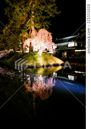 Beautiful Yoshino cherry blossoms at night in Hirosaki Park, Hirosaki 125552028