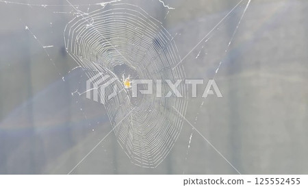 Spiderweb swaying in wind at garden with sunlight at background. Spider builds a cobweb outdoor. Beautiful nature scene on summer day. Concept of wildlife. Slow motion Spiderweb swaying in wind at garden with sunlight at background. Spider builds a cobweb outdoor. Beautiful nature scene on summer day. Concept of wildlife. Slow motion 125552455