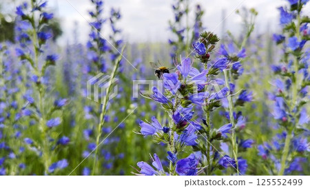 Honey bee pollinating spring blossom. Flying bee gathering pollen on purple flower at summer field. Bumble collecting nectar from wildflower at meadow. Hard work of little insect. Close up 125552499