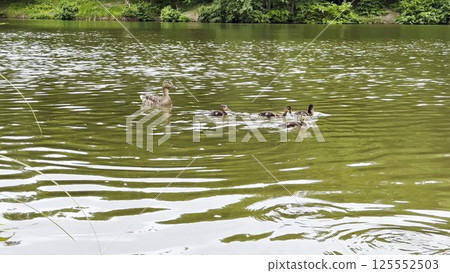 Mallard with ducklings floating in the lake at summer day. Mother duck with brood swimming at pond. Birds family in the nature habitat. Concept of animal wildlife. Close up Slow mo Mallard with ducklings floating in the lake at summer day. Mother duck with brood swimming at pond. Birds family in the nature habitat. Concept of animal wildlife. Close up Slow mo 125552503