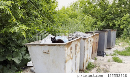 Black homeless cat lying in a dumpster at countryside. Stray kitten looking into camera from trash bin. Problem of protecting animals concept 125552518