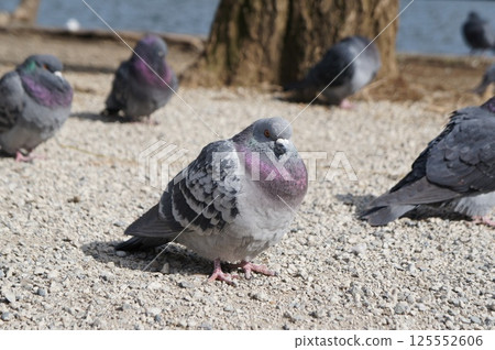 A flock of pigeons resting in the park 125552606