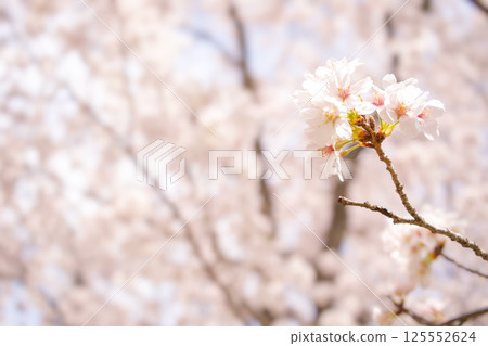 美麗的櫻花特寫 125552624