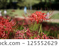 Autumn landscape with blooming red spider lilies 125552629