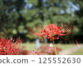 Landscape with blooming mandarin flowers 125552630