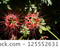 Close-up of cluster amaryllis 125552631