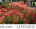 Cluster of red cluster amaryllis 125552632