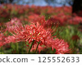Close-up of a vibrant red spider lily 125552633