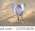 Young goat portrait 125552636
