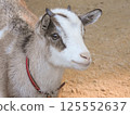Cute goat portrait 125552637