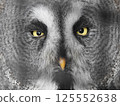 Owl close up 125552638