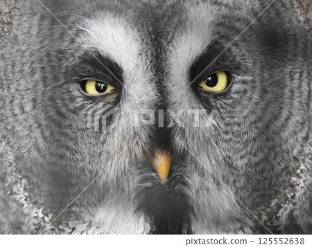 Owl close up 125552638