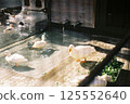 Ducks in a small enclosure 125552640