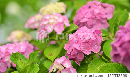 Hydrangea with raindrops (ideal for the image of the rainy season) 125552868